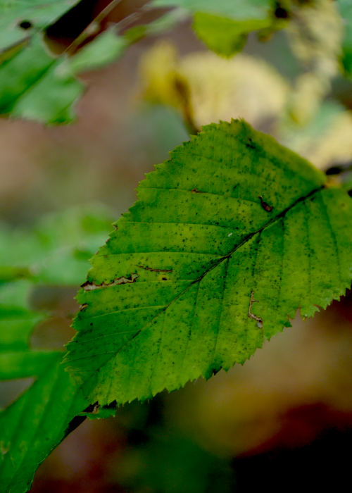 Dernières feuilles d'été