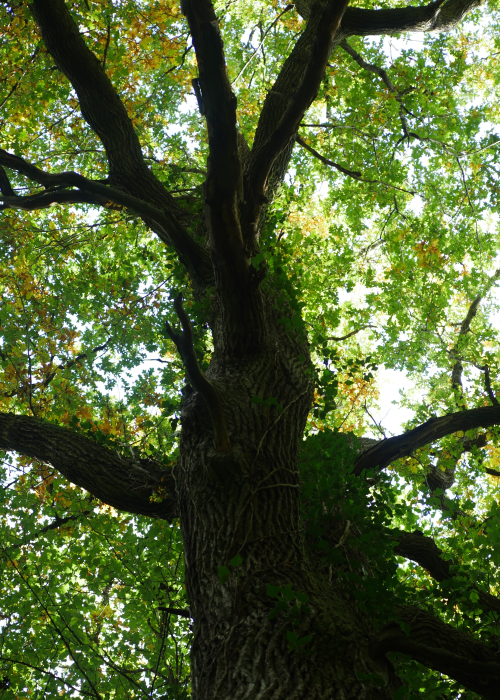 Maître de la forêt